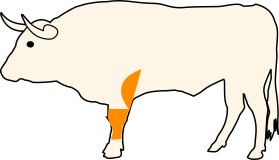 Hovězí přední kližka