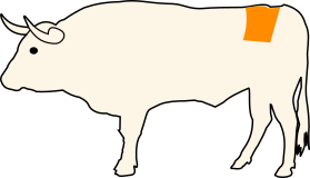Hovězí květová špička
