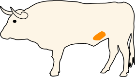Hovězí zrcátko
